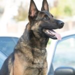 Ози. Снимка: Фейсбук, Long Beach Police Department (CA)