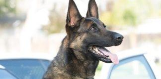 Ози. Снимка: Фейсбук, Long Beach Police Department (CA)