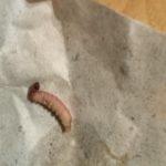 Червеят. Снимка: Фейсбук, Milka Vasileva