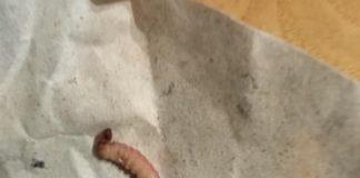 Червеят. Снимка: Фейсбук, Milka Vasileva