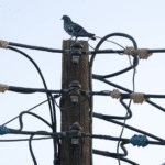 Електрически стълб