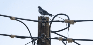 Електрически стълб