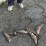 Мъртва риба