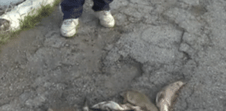 Мъртва риба