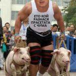 Кой разнася прасетата с чума