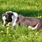 Американски булдог