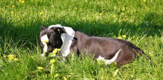 Американски булдог