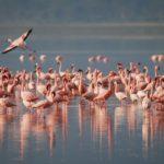 Розово фламинго