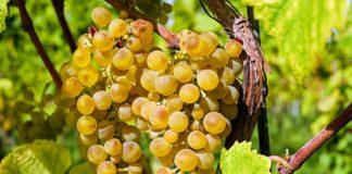 грозде. лозари, винари