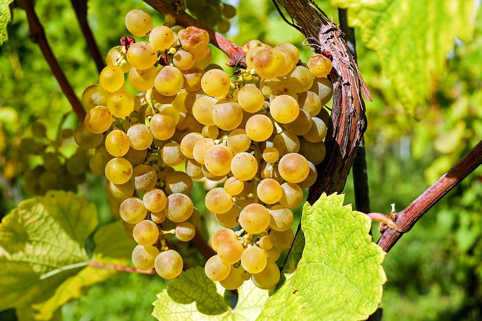 Утвърдени са правилата за прилагане на интервенциите в лозаро винарския сектор