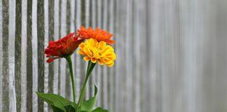 Илюстративна снимка: Пиксабей