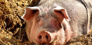 Илюстративна снимка: Пиксабей