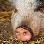 Илюстративна снимка: Пиксабей