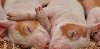 Илюстративна снимка: Пиксабей