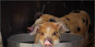 Илюстративна снимка. Източник: Уикипедия