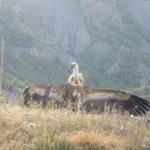 Белоглав лешояд. Снимка: Фейсбук, Българско дружество за защита на птиците/BirdLife Bulgaria