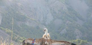 Белоглав лешояд. Снимка: Фейсбук, Българско дружество за защита на птиците/BirdLife Bulgaria