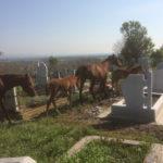 IMG c93b2c8120b7ef7e35d6de0bf3a11251 V