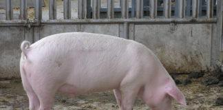 Прасе, ферма