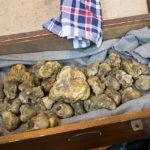 Бели трюфели. Снимка: Kent Wang/Wikimedia Commons