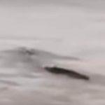 Снимка: скрийншот Youtube