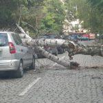 Дърво падна върху автомобил