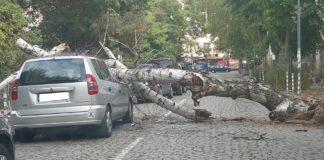 Дърво падна върху автомобил