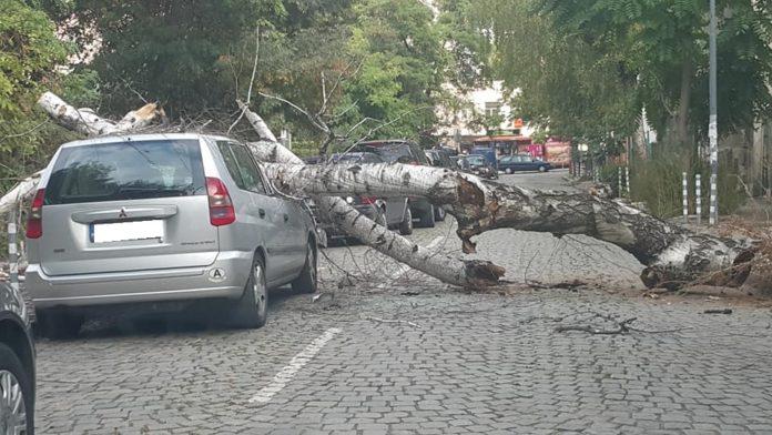 Дърво падна върху автомобил