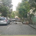 Дърво падна върху автомобил