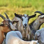 Илюстративна снимка: Пиксабей