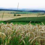 Поле с пшеница. Снимка: photoesforyou/Pixabay