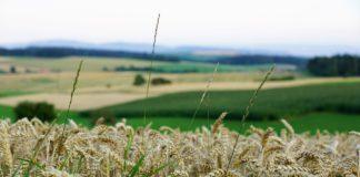 Поле с пшеница. Снимка: photoesforyou/Pixabay