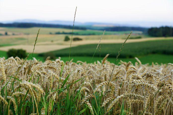 Поле с пшеница. Снимка: photoesforyou/Pixabay