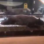 Мечка в хотелска баня. Снимка: Скрийншот Ютюб