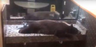 Мечка в хотелска баня. Снимка: Скрийншот Ютюб