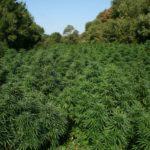 Наркоплантация