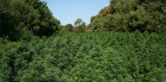 Наркоплантация