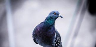 Снимка: Free Photos/Pixabay