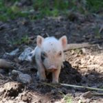 Илюстративна снимка: Пиксабей