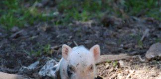 Илюстративна снимка: Пиксабей