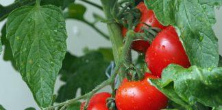 Илюстративна снимка: Пиксабей