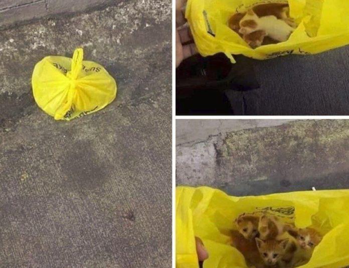 Котетата. Снимка: Фейсбук, Под открито небе