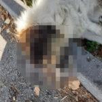 Обесеното в Дупница куче