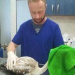 Доктор Янев. Снимка: Фейсбук, Спасителен център за диви животни / Wildlife Rescue Breeding Centre