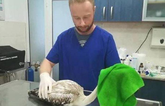 Доктор Янев. Снимка: Фейсбук, Спасителен център за диви животни / Wildlife Rescue Breeding Centre