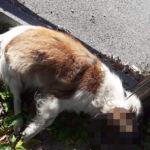 Обесеното в Дупница куче