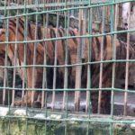 Зоопаркът. Снимка: Фейсбук, Да спасим животните в зоопарк Кюстендил