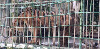 Зоопаркът. Снимка: Фейсбук, Да спасим животните в зоопарк Кюстендил
