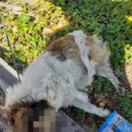 Обесеното в Дупница куче