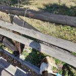 Обесеното в Дупница куче